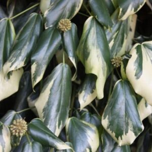 Hedera colchica Dentata Variegata