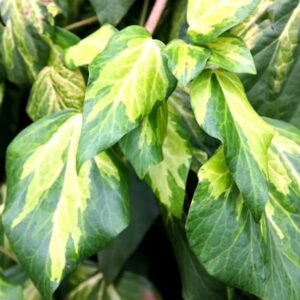 Hedera colchica Sulphur Heart