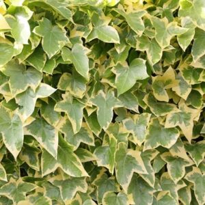 Hedera helix Goldchild