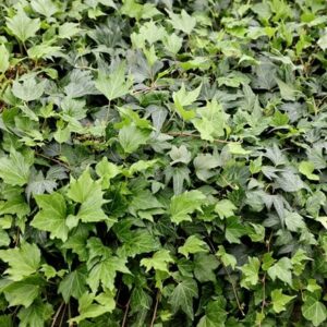 Hedera helix Green Ripple