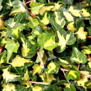 Hedera helix Oro di Bogliasco