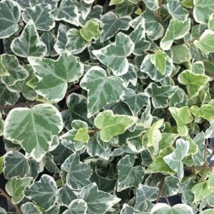 Hedera helix White Wonder