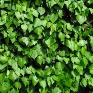 Hedera hibernica