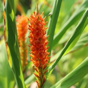 Hedychium densiflorum