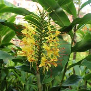 Hedychium gardnerianum