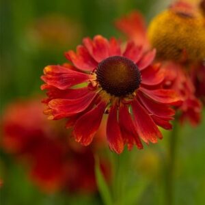 Helenium Moerheim Beauty