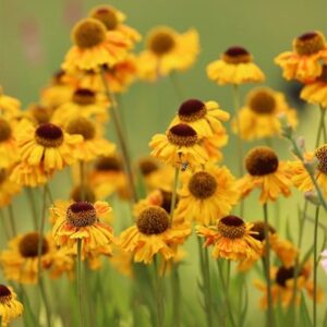 Helenium Sahin's Early Flowerer