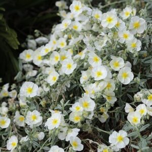 Helianthemum The Bride