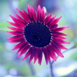 Helianthus annuus Desire Red