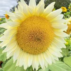 Helianthus annuus ProCut White Lite (ProCut Series)