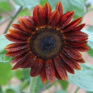 Helianthus annuus Red Sun