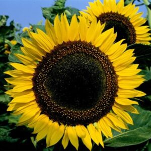 Helianthus annuus Taiyo