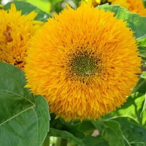 Helianthus annuus Teddy Bear