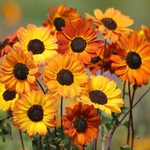 Helianthus debilis Soluna Bronze
