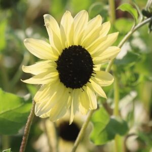 Helianthus debilis Soluna Lemon