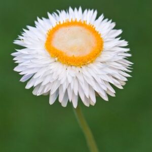 Helichrysum bracteatum Snow White