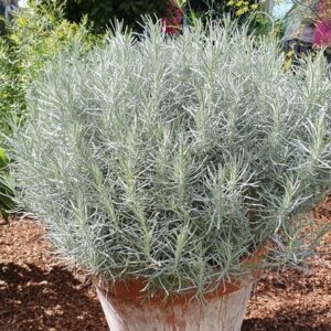 Helichrysum italicum
