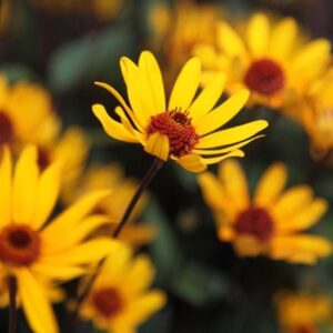 Heliopsis helianthoides var. scabra Summer Nights