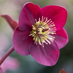 Helleborus (Rodney Davey Marbled Group) Anna's Red ('Abcrd02') (PBR) (Frostkiss Series)