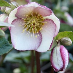 Helleborus (Rodney Davey Marbled Group) Glenda's Gloss ('Epb 25') (PBR) (Frostkiss Series)