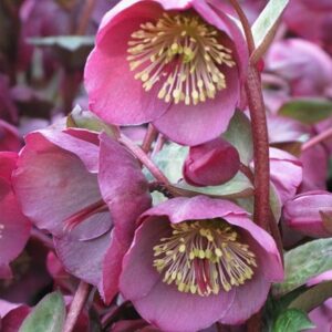 Helleborus (Rodney Davey Marbled Group) Penny's Pink ('Abcrd01') (PBR) (Frostkiss Series)