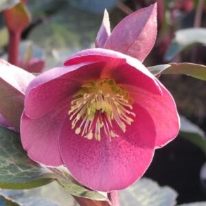 Helleborus (Rodney Davey Marbled Group) Pippa's Purple ('Rd09') (Frost Kiss Series)
