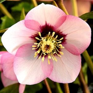 Helleborus Sugar Plum