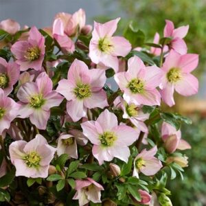 Helleborus Walberton's Rosemary ('Walhero') (PBR)