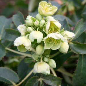 Helleborus argutifolius