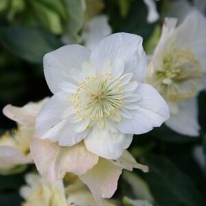Helleborus niger Harvington hybrids double-flowered