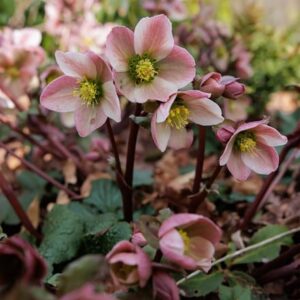 Helleborus × ericsmithii Pirouette (PBR)