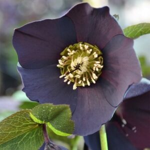 Helleborus × hybridus Black