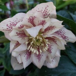 Helleborus × hybridus Double Ellen Peach