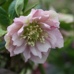Helleborus × hybridus Double Ellen Pink