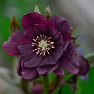Helleborus × hybridus Double Ellen Purple