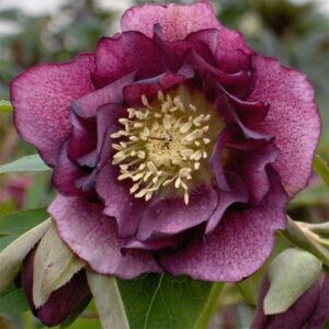 Helleborus × hybridus Double Ellen Red