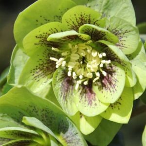 Helleborus × hybridus Harvington Double Green Speckled