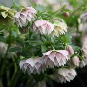 Helleborus × hybridus Harvington Double Lilac Speckled