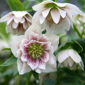 Helleborus × hybridus Harvington Double White Speckled