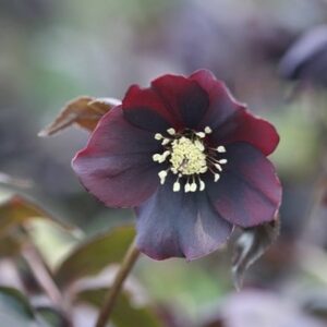 Helleborus × hybridus Harvington Shades of the Night
