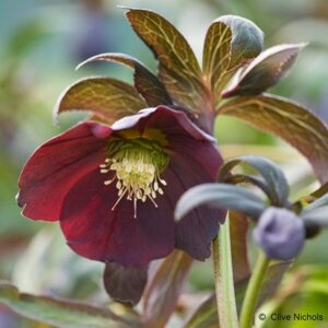 Helleborus × hybridus Harvington Smokey Blues
