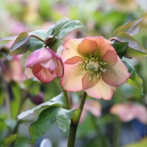 Helleborus × hybridus Harvington apricot