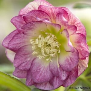 Helleborus × hybridus Harvington double blush