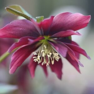 Helleborus × hybridus Harvington double chocolate