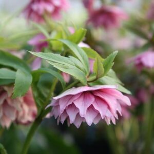Helleborus × hybridus Harvington double pink