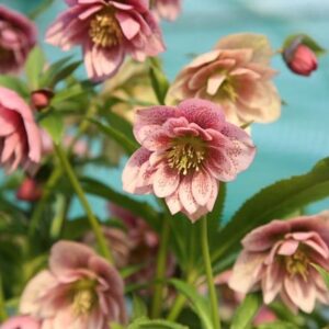 Helleborus × hybridus Harvington double pink speckled