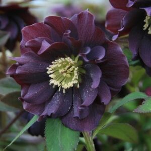 Helleborus × hybridus Harvington double purple