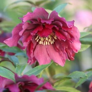 Helleborus × hybridus Harvington double red