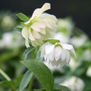 Helleborus × hybridus Harvington double white