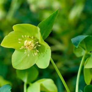 Helleborus × hybridus Harvington lime